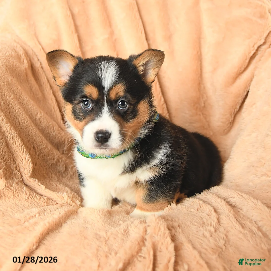 Welsh Corgi Pembroke dogs for sale: Duke - Ad 2