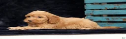 Cavapoo dogs for sale: Sandy - Ad 8