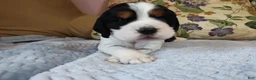 English Springer Spaniel dogs for sale: Beth - Ad 3