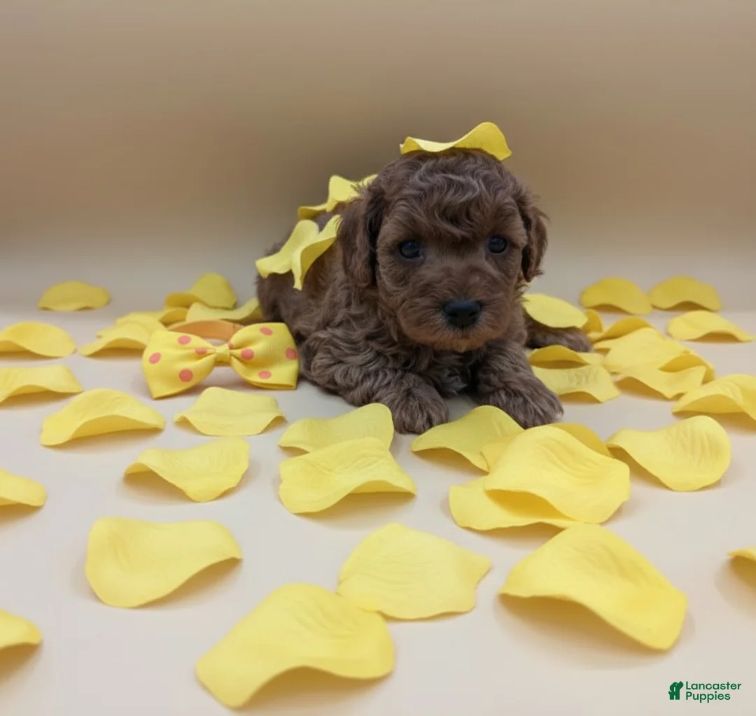Toy Poodle dogs for sale: Toy Poodle Puppy 4 - Ad 2