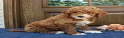 Mini Goldendoodle dogs for sale: Sophie - Ad 4