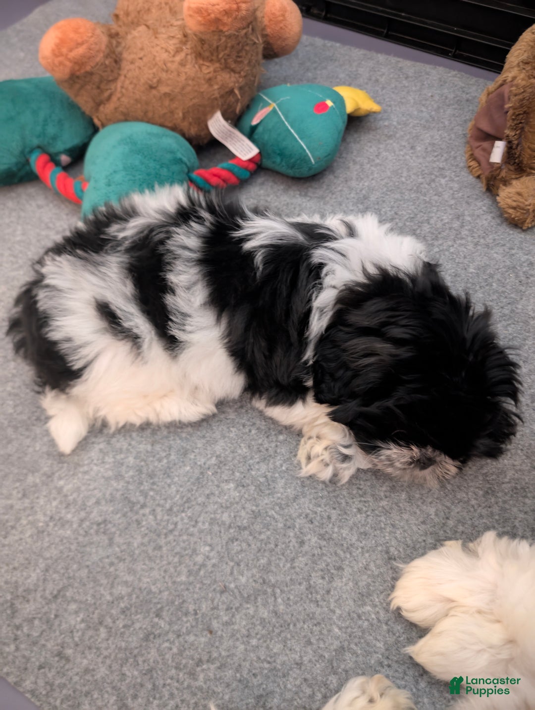 Shih Tzu dogs for sale: Shih Tzu Puppy 3 - Ad 3