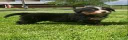 Bernese Mountain Dog dogs for sale: Cassie  - Ad 5