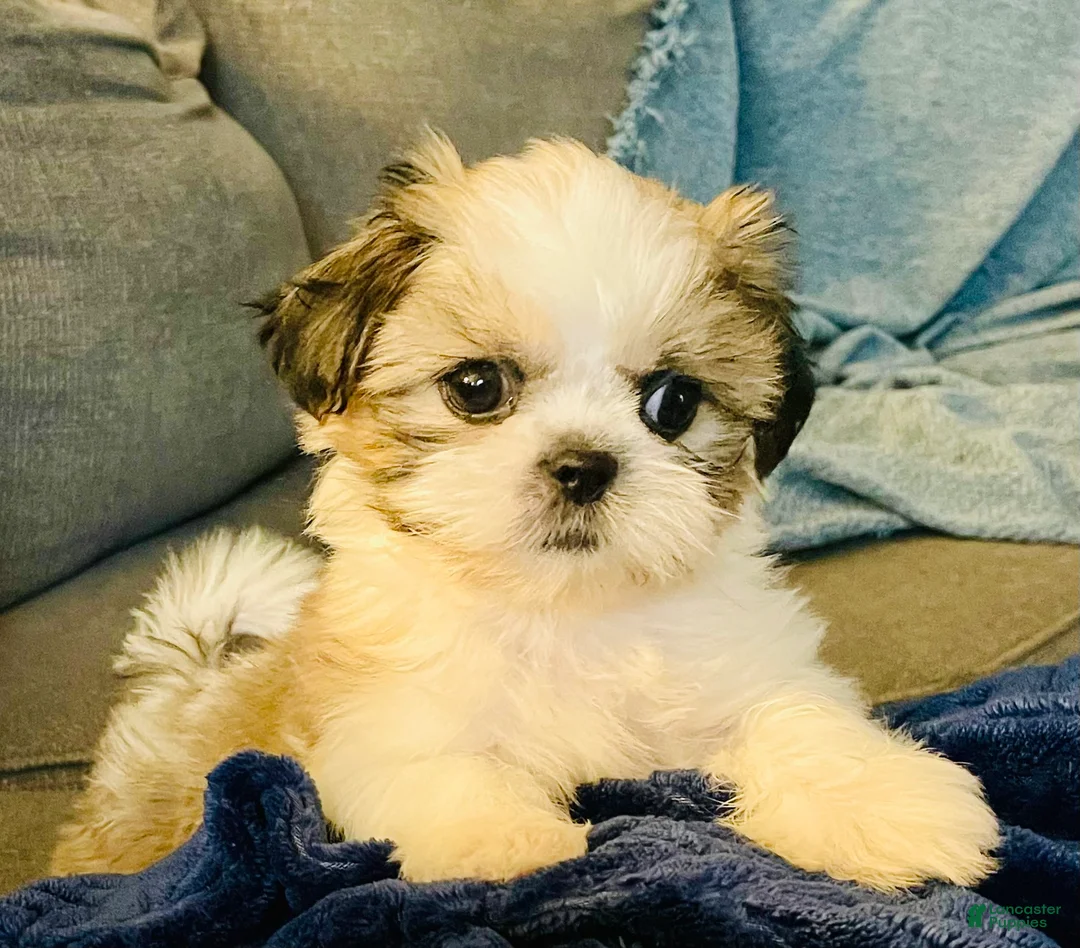 Shih Tzu dogs for sale: Tiny Tulip - Ad 2