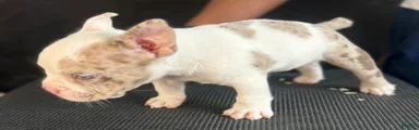 American Bully 1