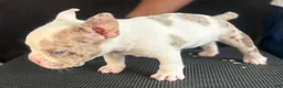 American Bully dogs for sale: American Bully 1 - Ad 1