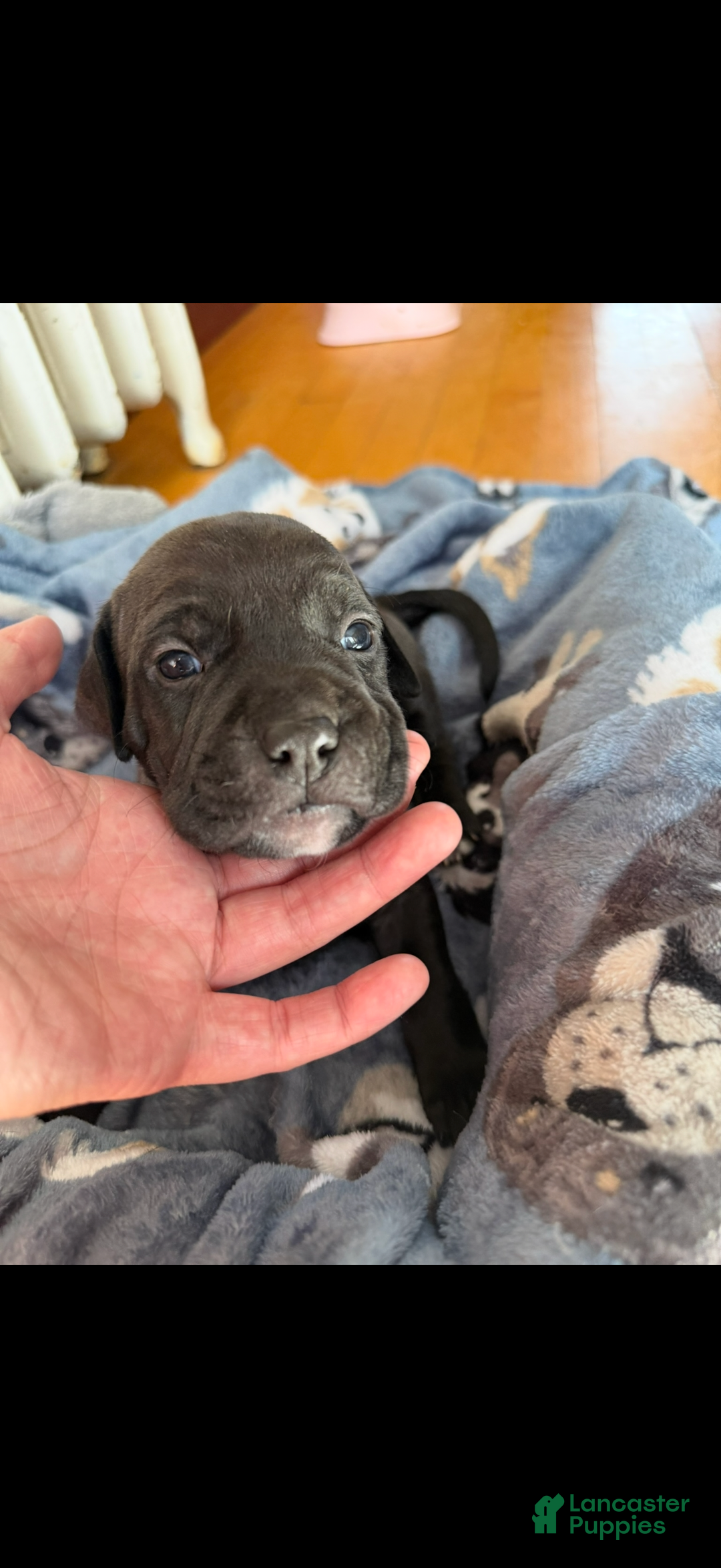 American Bully dogs for sale: Kobe - Ad 3