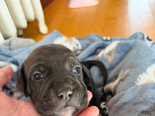 American Bully dogs - Ad 5