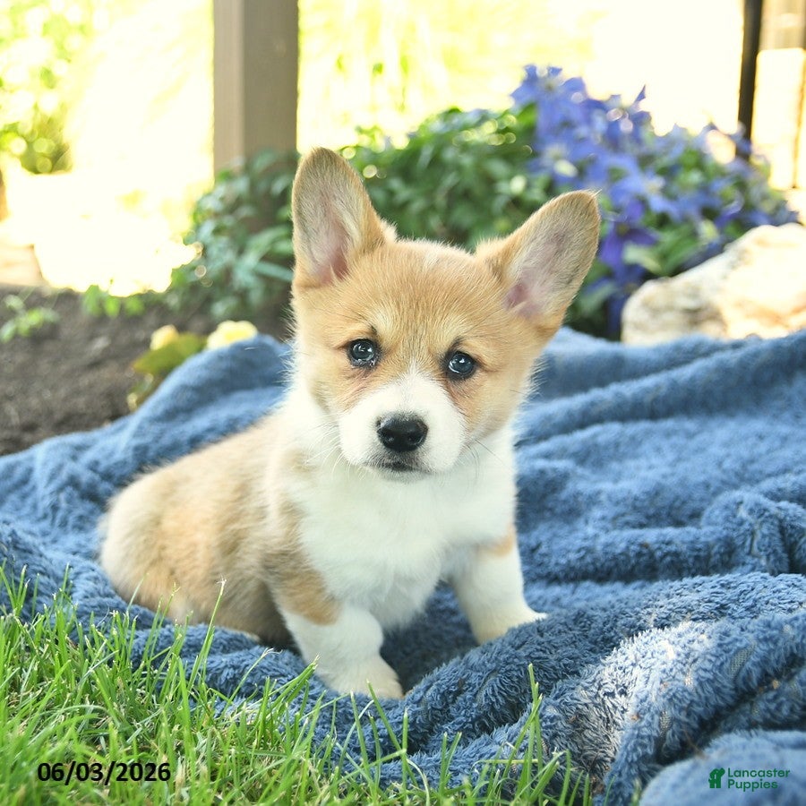 Welsh Corgi Pembroke dogs for sale: Ruby  - Ad 2