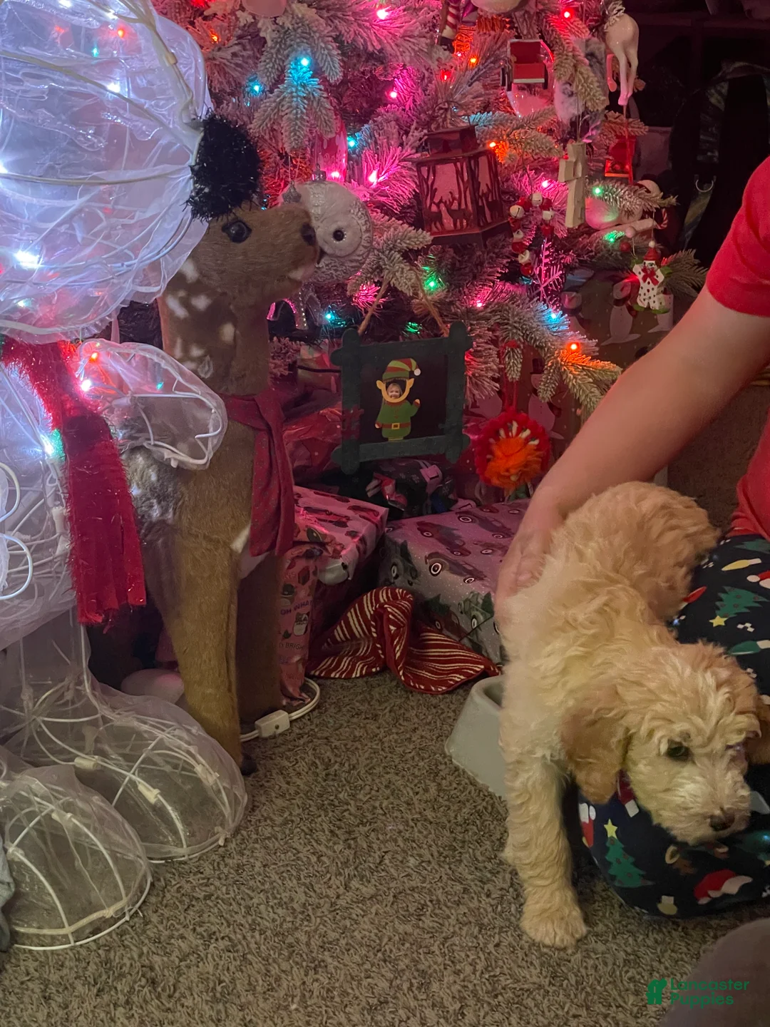 Goldendoodle dogs for sale: Goldendoodle Puppy 3 - Ad 2