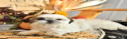 Shih Tzu dogs for sale: Donny - Ad 4