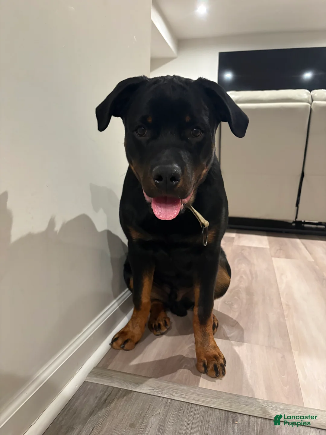 Rottweiler dogs for sale: Cash - Ad 2
