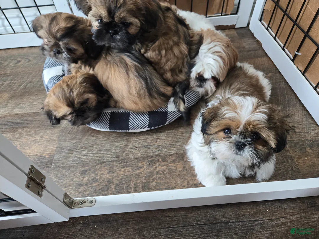 Shih Tzu dogs for sale: Dallas - Ad 12