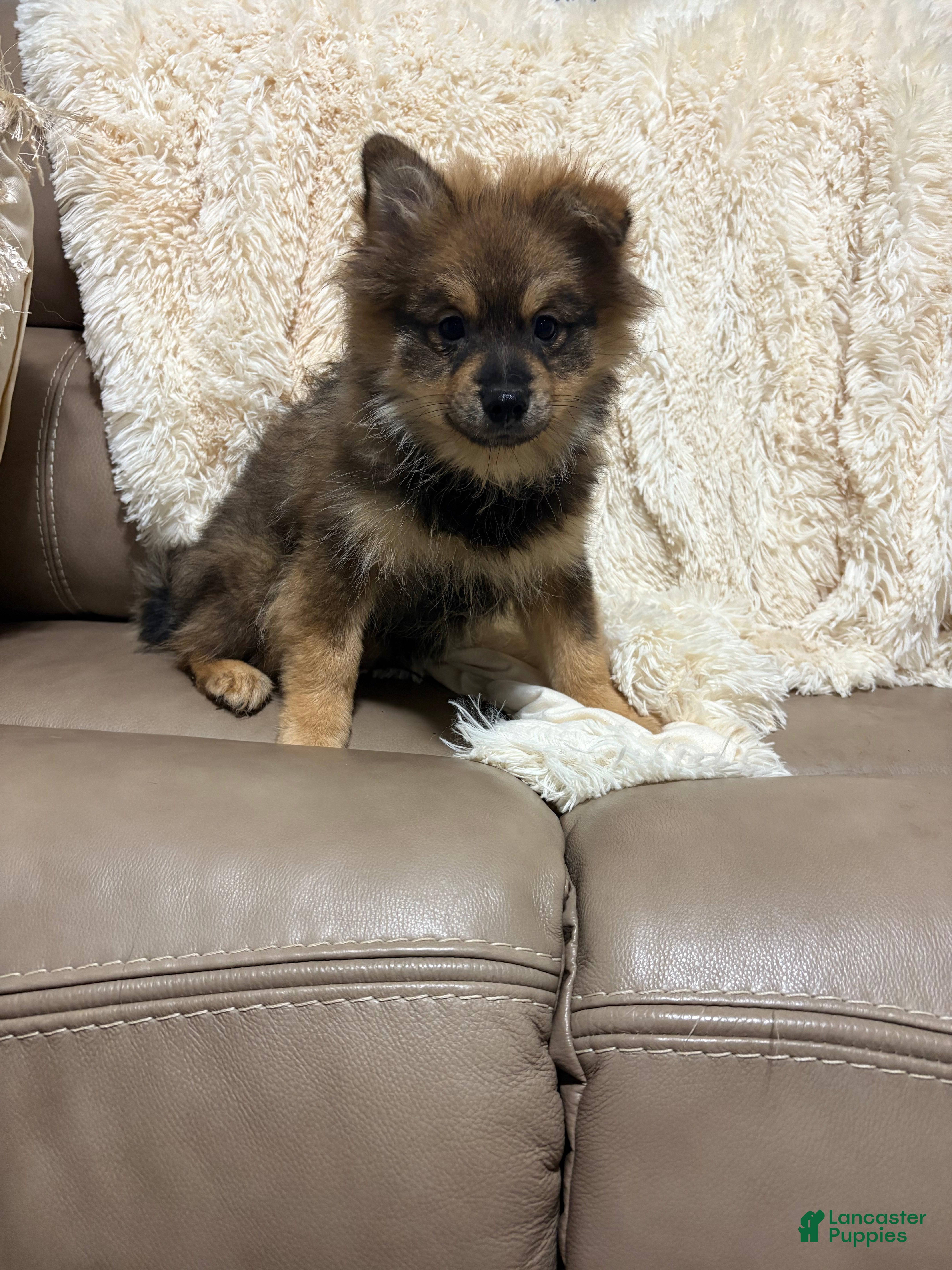 Pomeranian dogs for sale: Pomeranian 4 - Ad 2