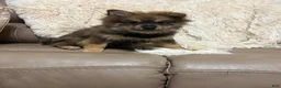 Pomeranian dogs for sale: Pomeranian 4 - Ad 2