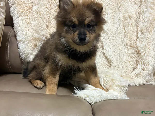 Pomeranian dogs for sale: Pomeranian 4 - Ad 2