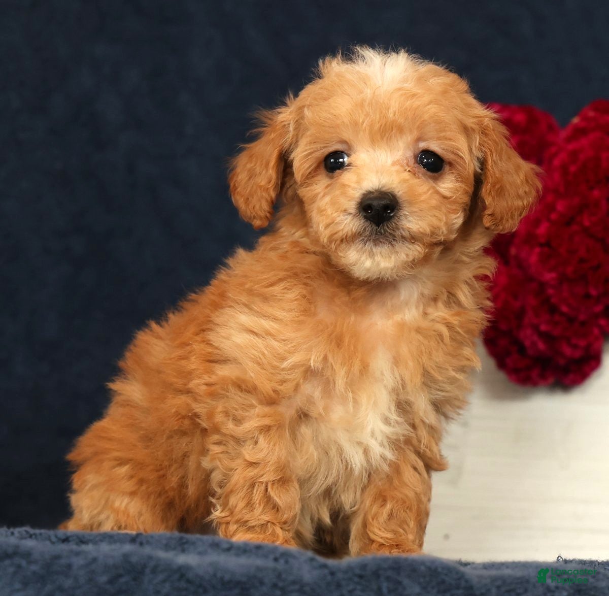 Bichpoo dogs Omar - Ad 1