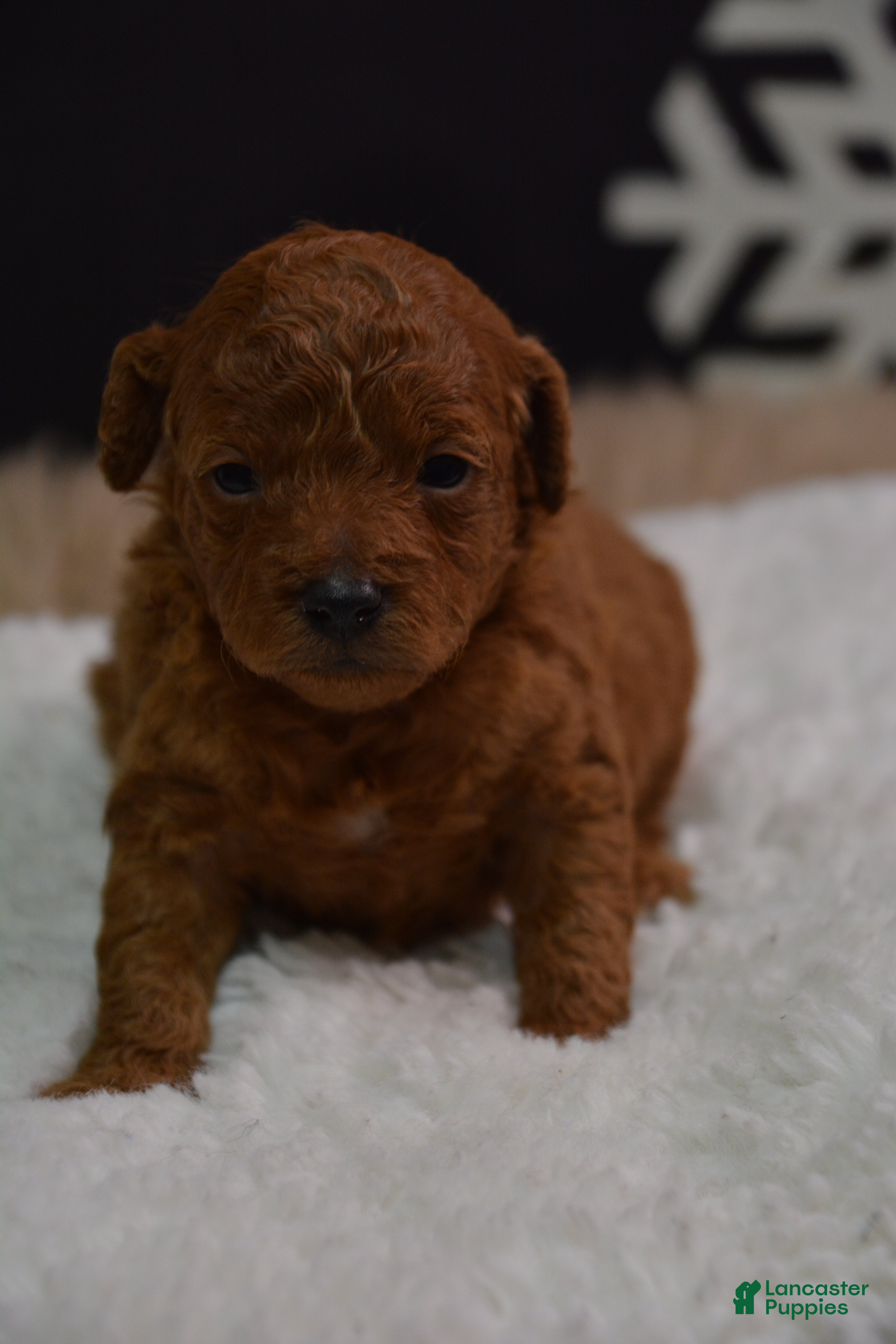 Toy Poodle dogs Toy Poodle Puppy 1 - Ad 13