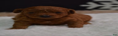 Toy Poodle Puppy 1