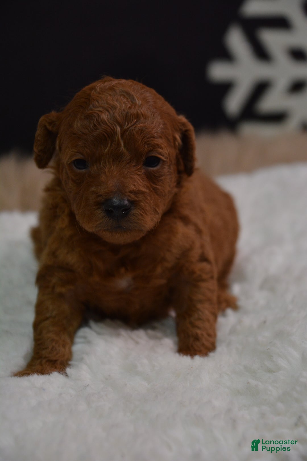 Toy Poodle dogs for sale: Toy Poodle Puppy 1 - Ad 1