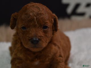 Toy Poodle dogs Toy Poodle Puppy 1 - Ad 13
