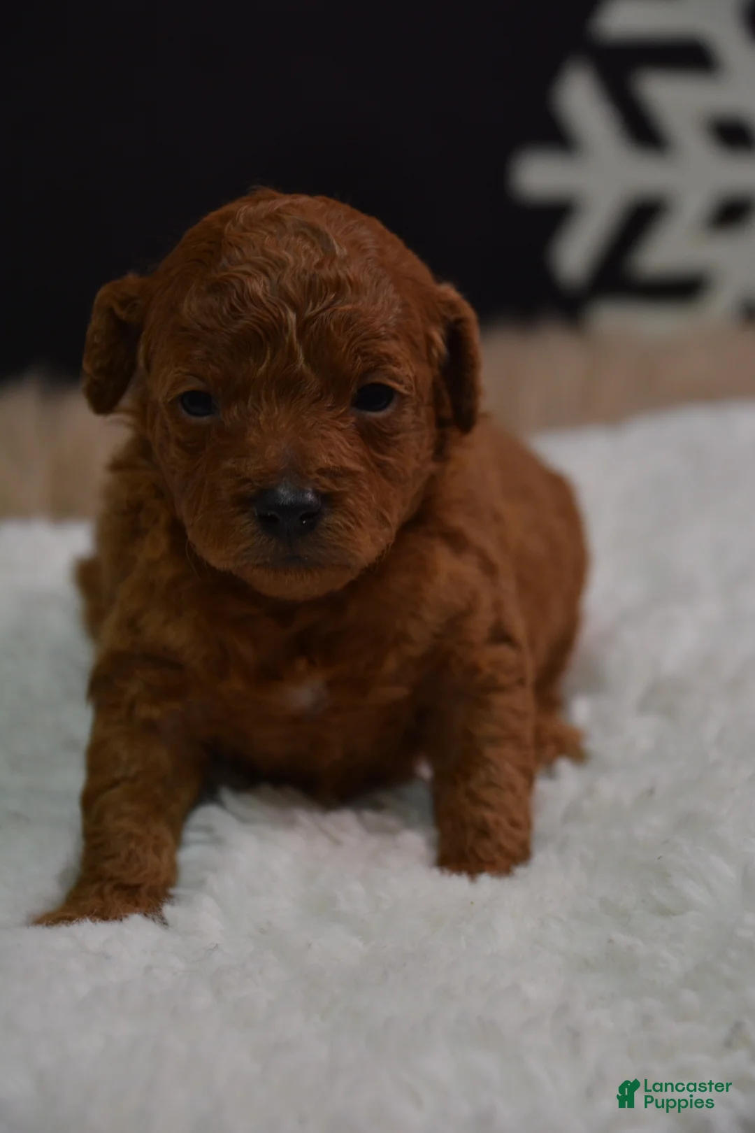 Toy Poodle dogs for sale: Toy Poodle Puppy 1 - Ad 1