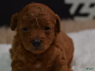 Toy Poodle dogs Toy Poodle Puppy 1 - Ad 28