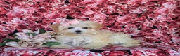 Maltipoo dogs for sale: Buffy 8 lbs Full Grown - Ad 5