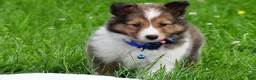 Shetland Sheepdog dogs for sale: Kevin - Ad 20