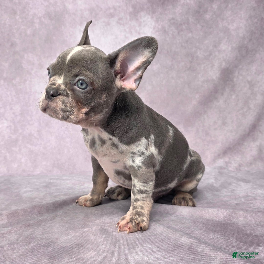 French Bulldog dogs for sale: Logan - Ad 5
