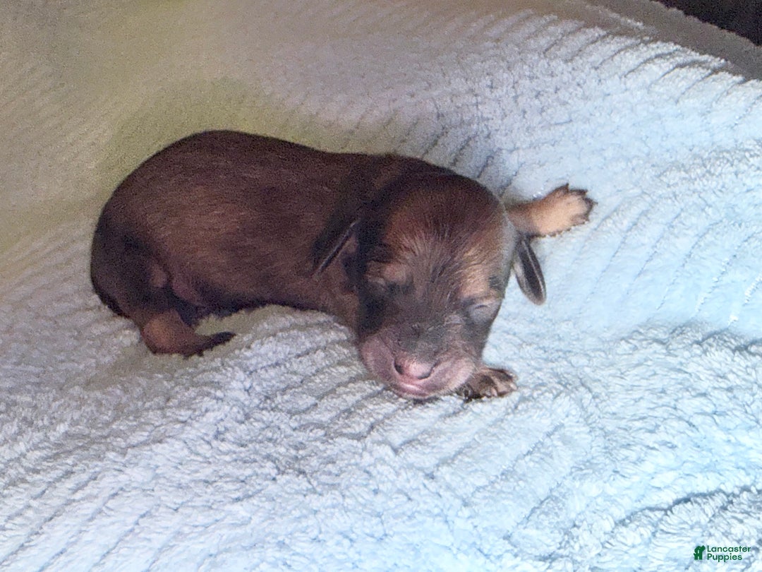 Miniature Dachshund dogs for sale: ee cream - Ad 7