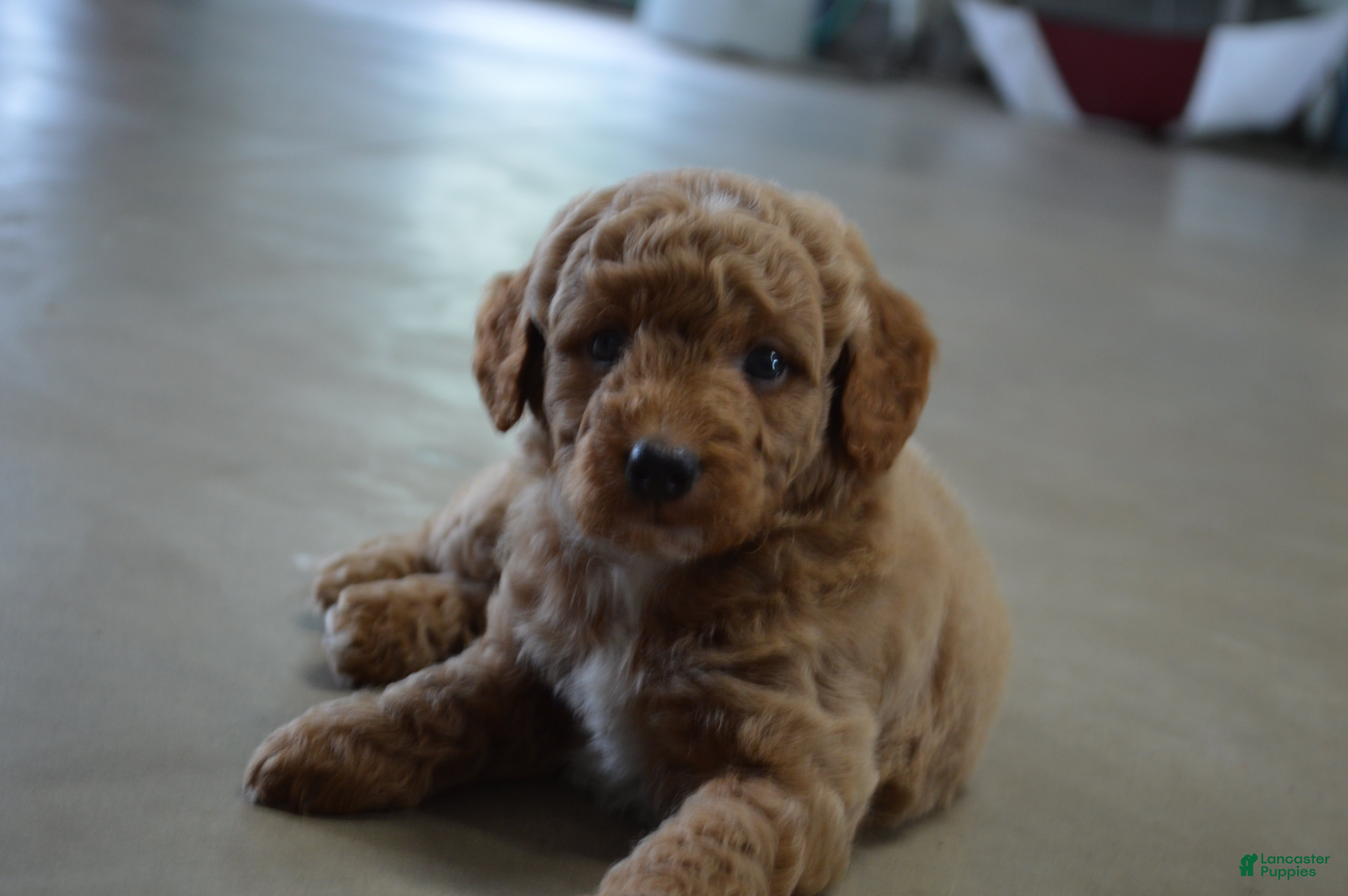Mini Goldendoodle dogs Moose  - Ad 1