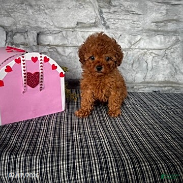 Toy Poodle dogs Milo - Ad 1