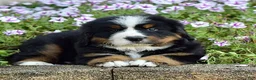Bernese Mountain Dog dogs for sale: Mr. Billy - Ad 6