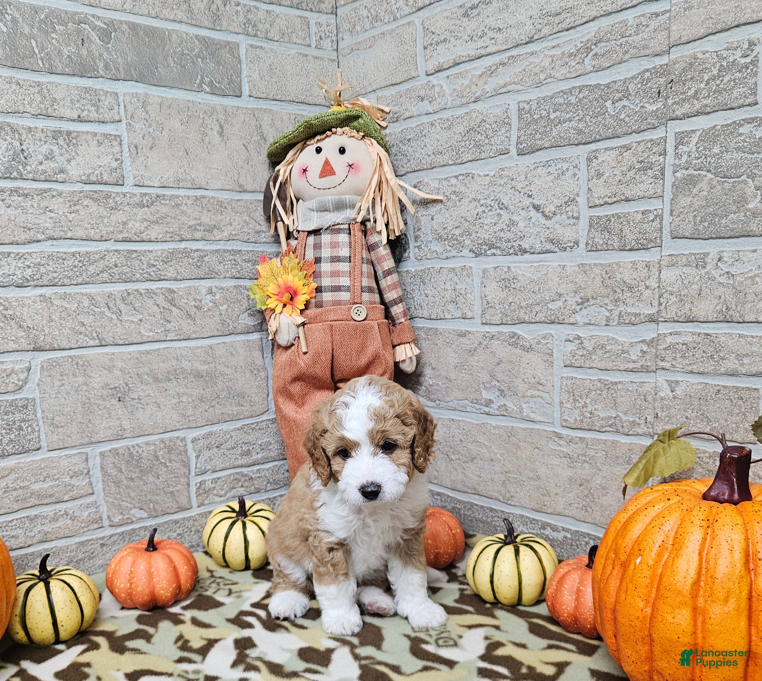Mini Bernedoodle dogs for sale: F1b Stella - Ad 4