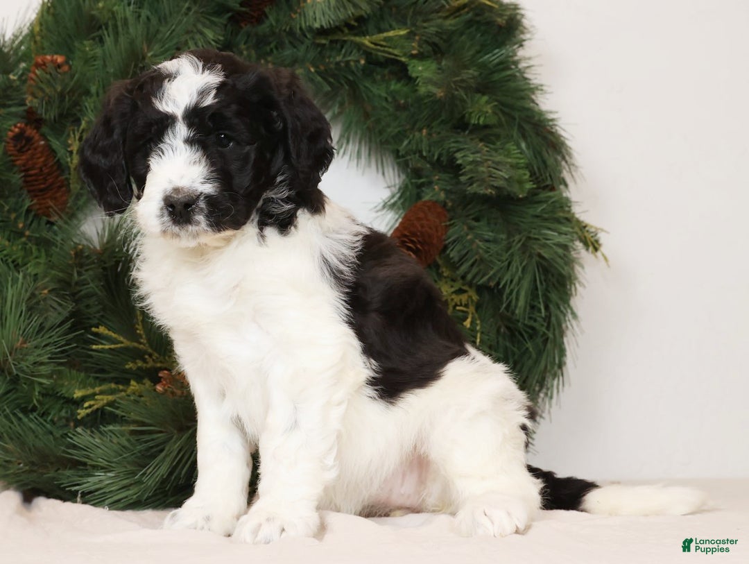Saint Berdoodles dogs for sale: Chloe - Ad 1