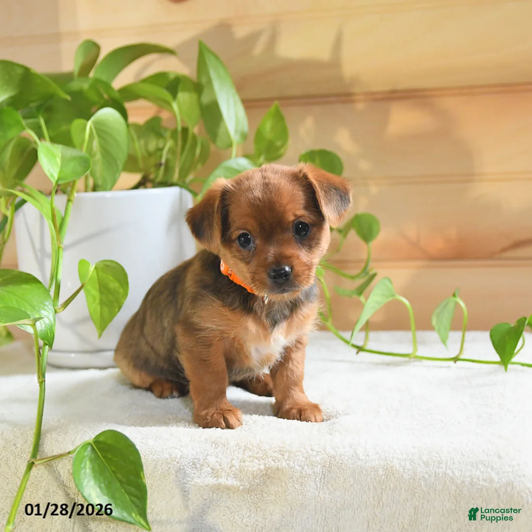 Shorkie dogs for sale: Ozzy - Ad 3