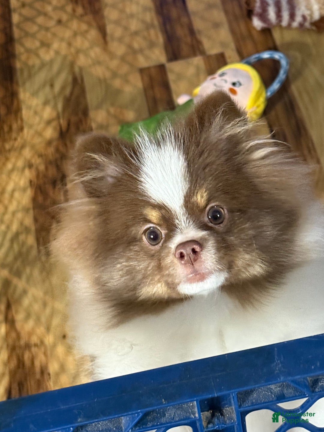 Pomeranian dogs for sale: Pomeranian Puppy 1 - Ad 6