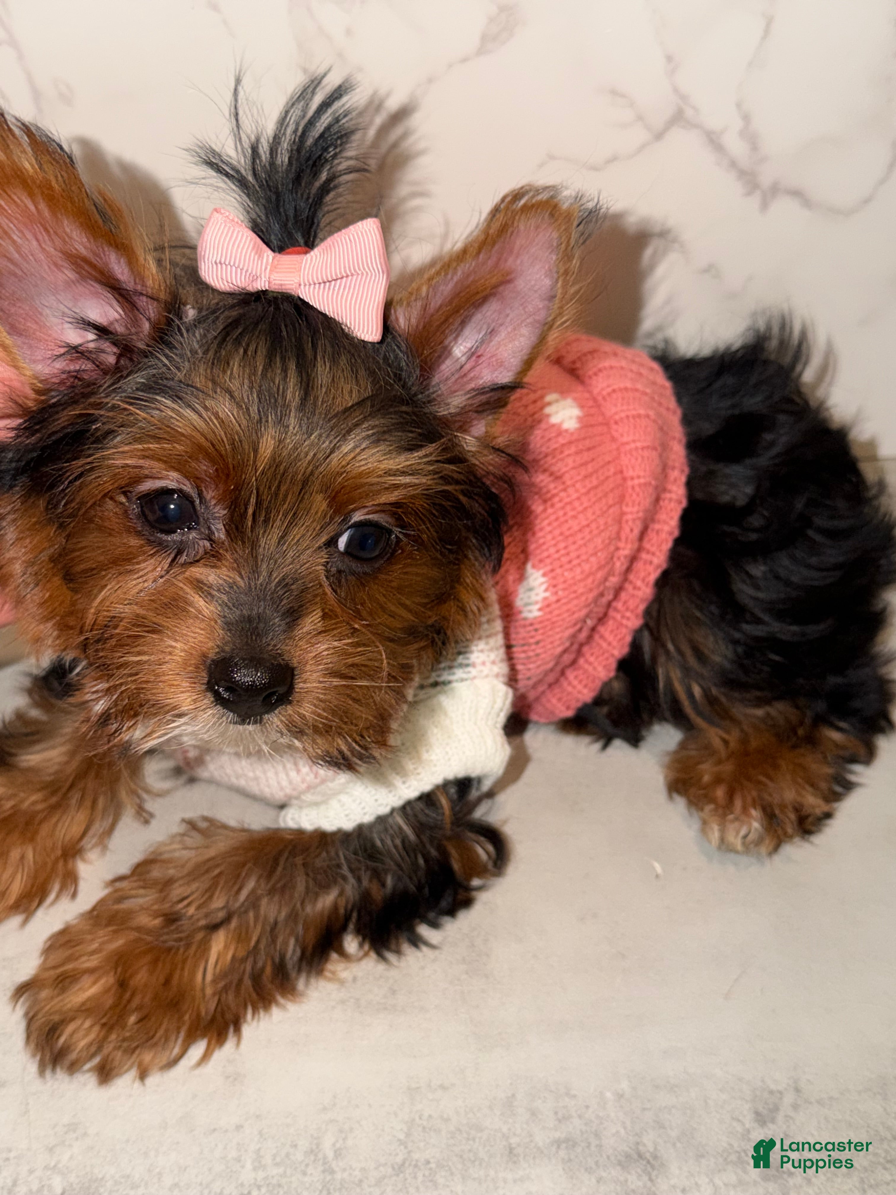 Yorkshire Terrier dogs Jean - Ad 1