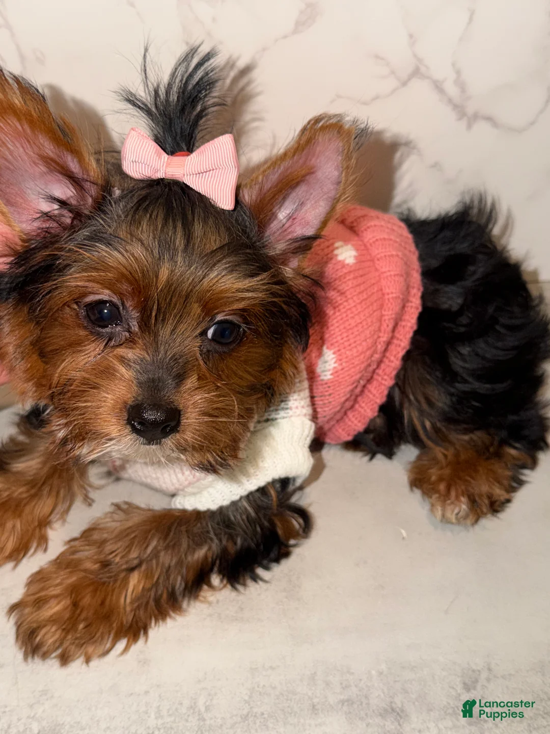 Yorkshire Terrier dogs for sale: Jean - Ad 1