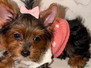 Yorkshire Terrier dogs for sale: Jean - Ad 4