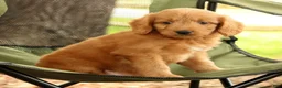 Mini Goldendoodle dogs for sale: Mitch - Ad 7