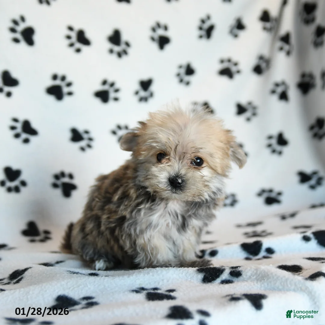 Morkie dogs for sale: Nala - Ad 5