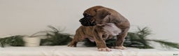 Boxer dogs for sale: Falcon - Ad 2
