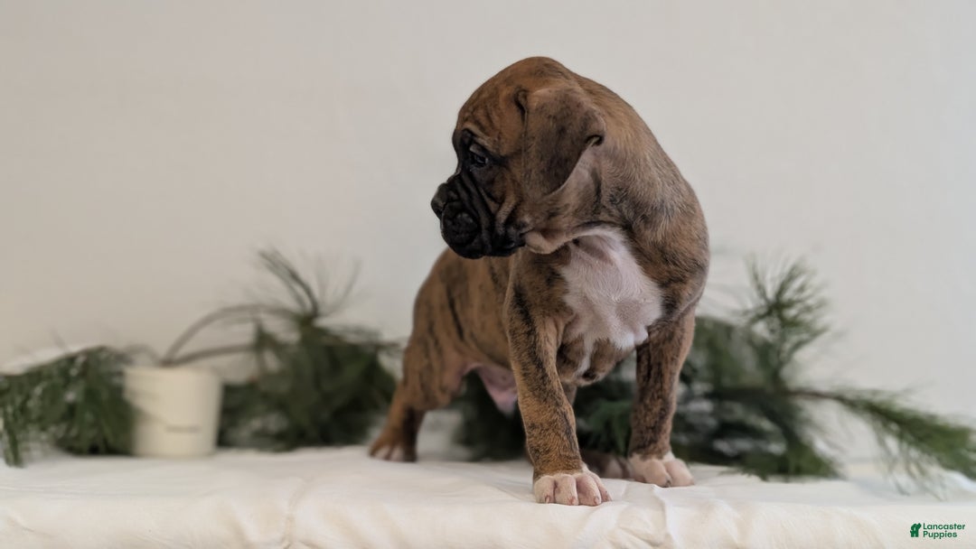 Boxer dogs for sale: Falcon - Ad 2