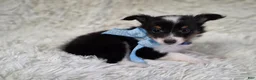 Shetland Sheepdog dogs for sale: Macke - Ad 6
