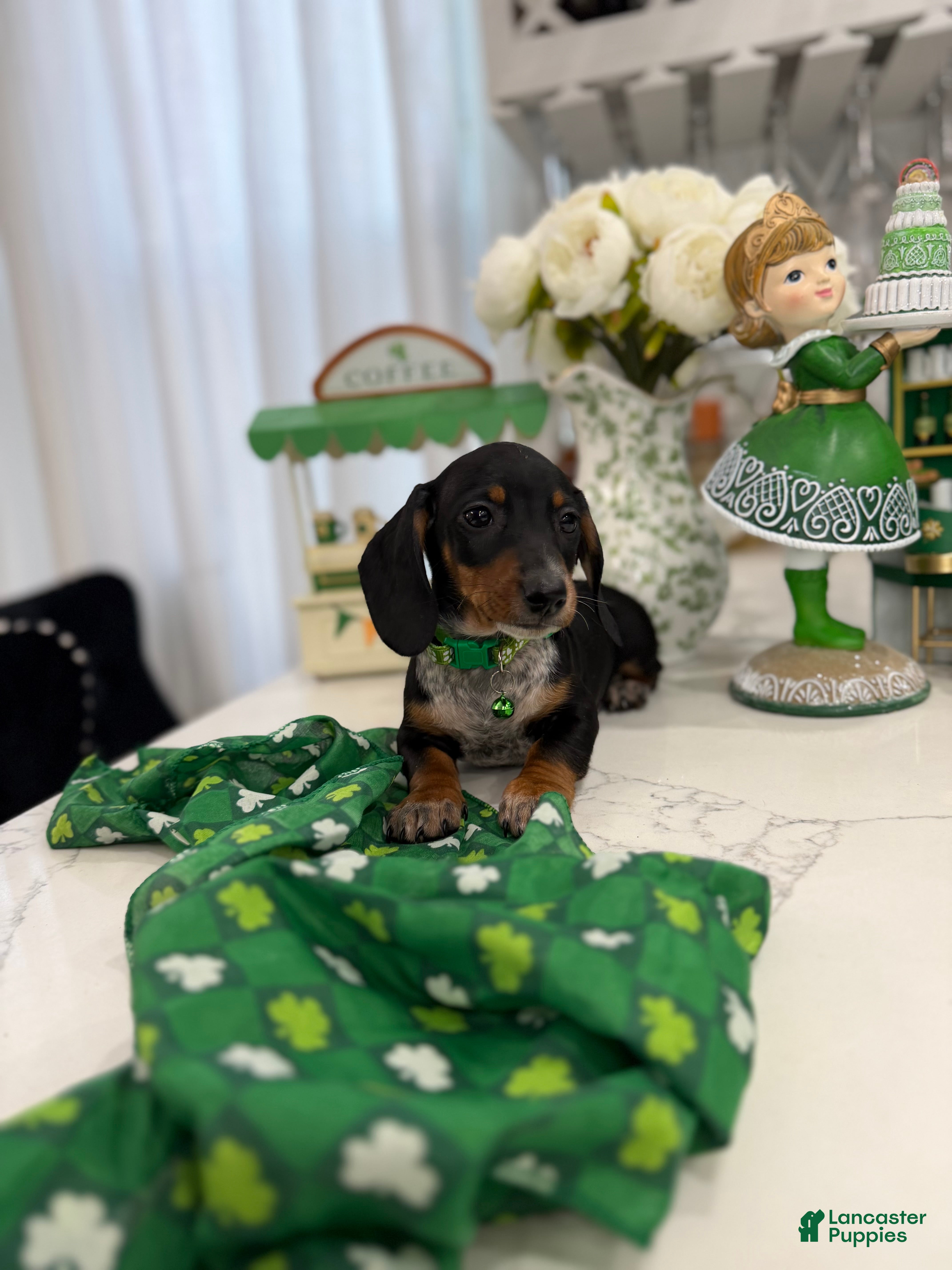 Miniature Dachshund dogs Jean - Ad 5