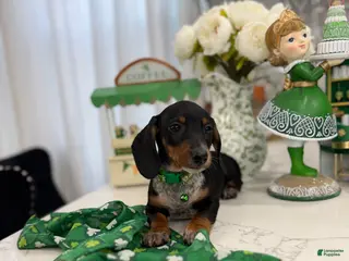 Miniature Dachshund dogs Jean - Ad 5