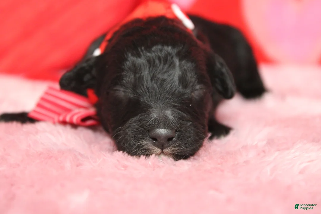 Mixed Breed dogs for sale: Babe - Ad 1