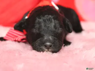 Mixed Breed dogs Babe - Ad 12